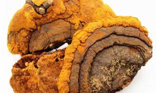 野生桑树桑黄的辨别 野生桑树桑黄的辨别