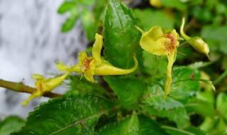 植物活化石有哪些