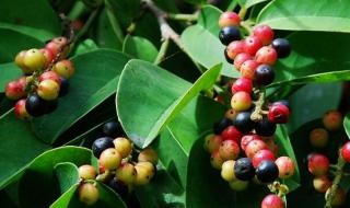 什么药材好种植 什么药材好种植