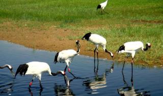 扎龙自然保护区 扎龙自然保护区