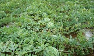 西瓜炭疽病 西瓜炭疽病