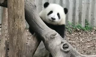 大熊猫花花没有妈妈了 大熊猫花花没有妈妈了