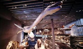 上海自然博物馆好玩吗 上海自然博物馆好玩吗