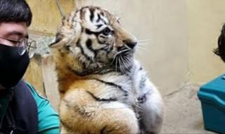 最恐怖的老虎叫声