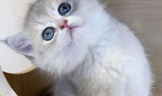 上海宠物猫专卖店 上海宠物猫专卖店